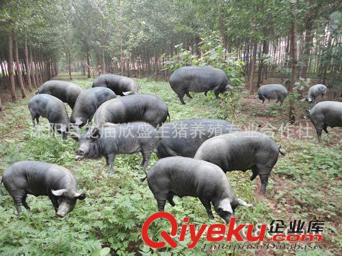 北京黑猪体强健壮生态黑猪纯粮喂养肉质鲜美,自然原香味