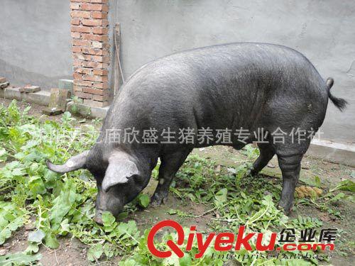 北京黑猪体强健壮生态黑猪纯粮喂养肉质鲜美,自然原香味