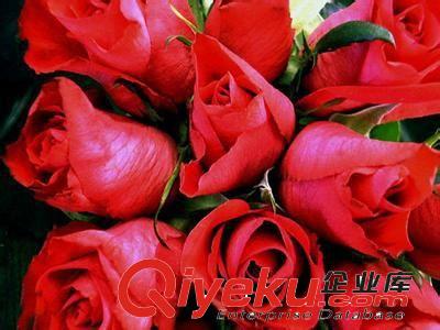红色玫瑰种子 盆栽花卉玫瑰花种子 阳台绿植 四季播种 多品种任选