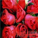红色玫瑰种子 盆栽花卉玫瑰花种子 阳台绿植 四季播种 多品种任选