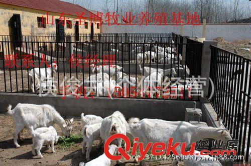 厂家大量出售白山羊 肉羊 种羊 奶山羊价格优惠15054772511