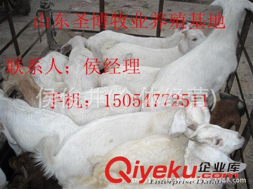 养殖白山羊丰富的经验 如何选购奶白山羊羊羔15054772511