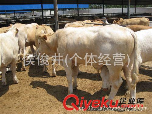 农民致富好项目养殖鲁西黄牛 夏洛莱牛 牛犊 肉牛犊 肉牛养殖