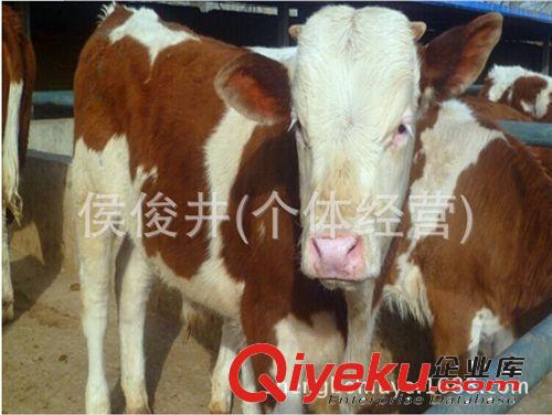 供应肉牛养殖基地 西门塔尔牛价格 西门塔尔牛多少钱一头?