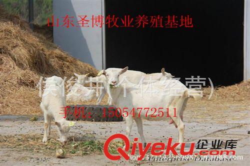 羊的品种，奶山羊价格，养殖技术。山东圣博养殖场