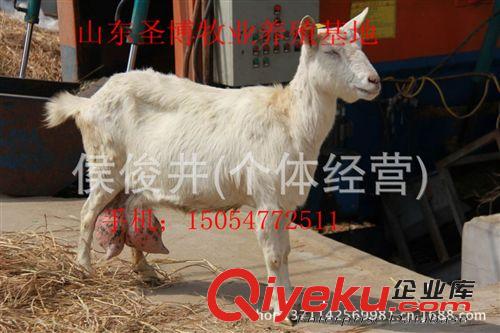 羊的品种，奶山羊价格，养殖技术。山东圣博养殖场