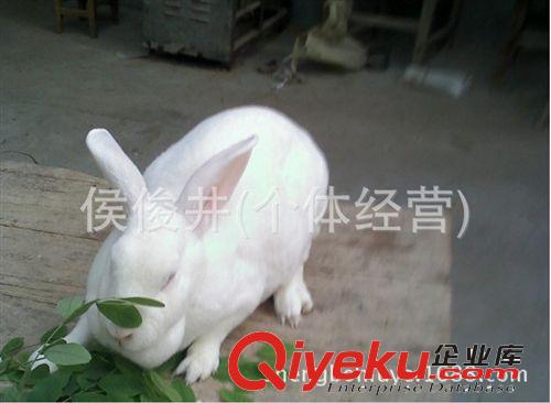供獭兔价格獭兔养殖技术