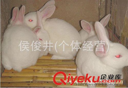 哪里有卖兔子的/什么样的兔子好养/兔子养殖场