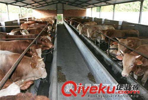 2014{zx1}肉牛价格 养殖50只肉牛投资多少钱