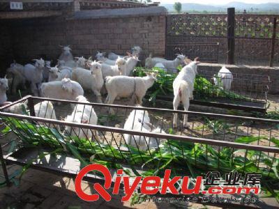 中国白山羊,yz白山羊价格,白山羊养殖场