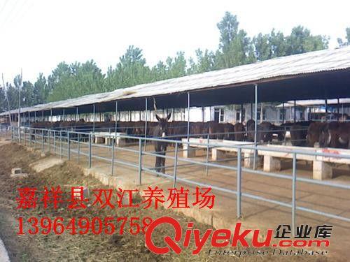 山东大型肉驴养殖场 肉驴养殖基地