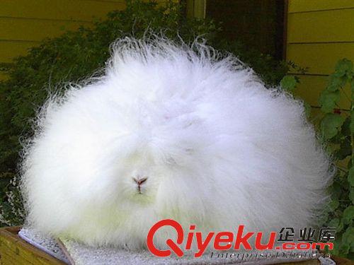 60天出一斤毛的长毛兔--中国{zh0}的长毛兔品种