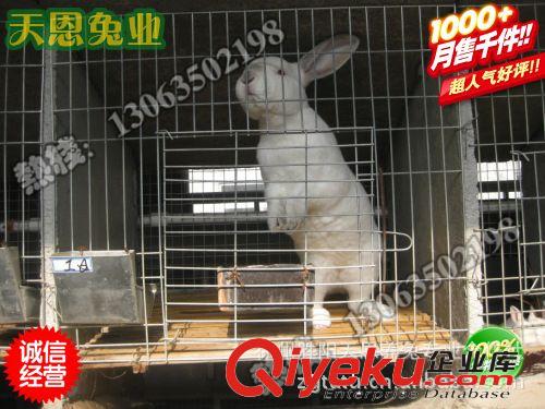 獭兔种兔批发-獭兔种兔制造商-价格