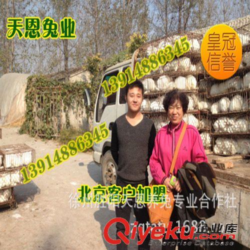 【专业品质】徐州天恩兔业提供獭兔价格批发商-獭兔价格制造商