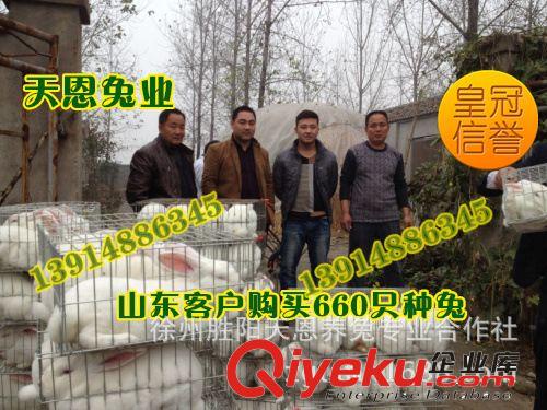 【专业品质】徐州天恩兔业提供獭兔价格批发商-獭兔价格制造商