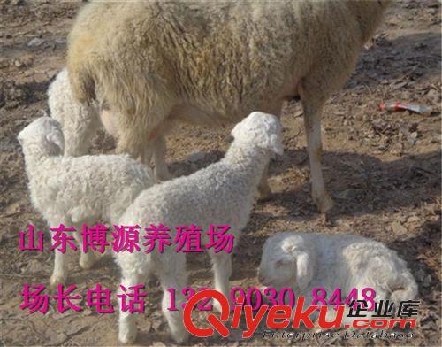 供应优质小尾寒羊 小尾寒羊羊羔价格 小尾寒羊养殖周期