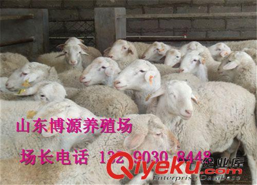 新疆小尾寒羊养殖效益分析 小尾寒羊羔羊价格 小尾寒羊养殖场