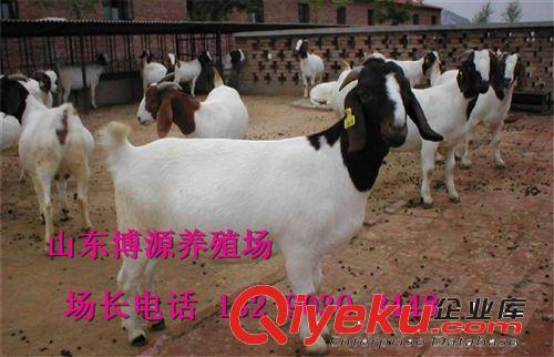 波尔山羊养殖前景 波尔山羊效益分析 浙江波尔种羊养殖场