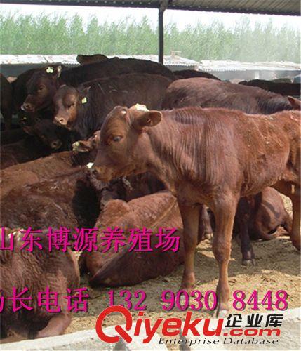 供应利木赞种牛 优质利木赞牛犊  利木赞牛养殖技术