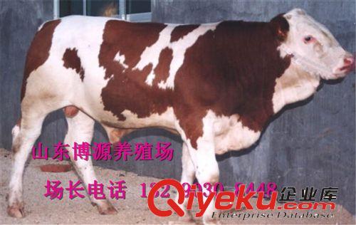 供应夏洛莱改良肉牛 纯种夏洛莱种牛 夏洛莱牛犊养殖技术