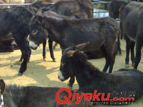 供应 种驴 毛驴 肉驴价格 德州驴养殖场 养驴效益