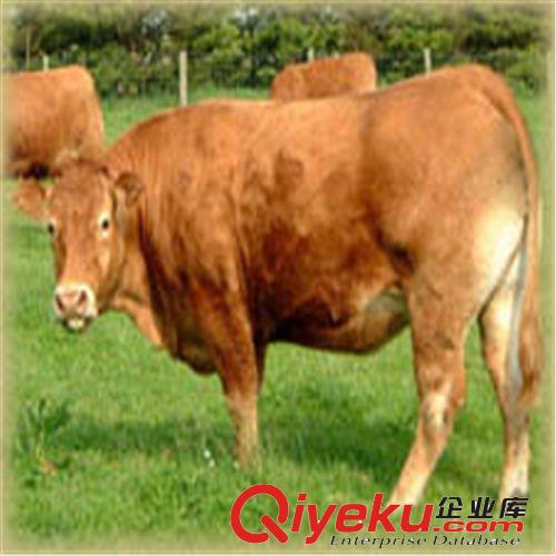 l供应各种规格的 【来电订购】 肉牛价格 肉牛养殖 肉牛
