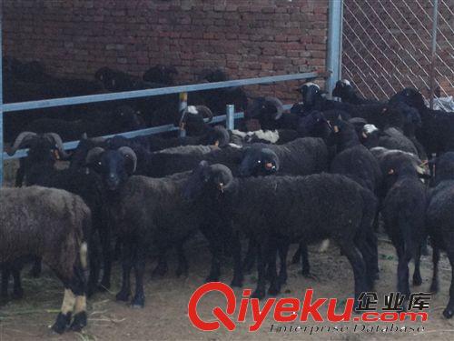 哪里有卖乌骨羊的，提供养殖技术和市场行情