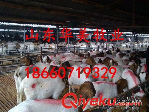 华美牧业出售波尔山羊、羊羔、种羊