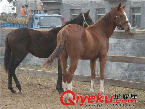 蒙古马 矮马 骑乘马 旅游专用马 马匹价格 如何驯养 驯养技术