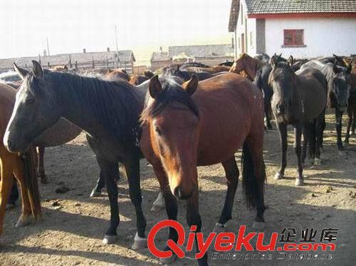 蒙古马 矮马 骑乘马 旅游专用马 马匹价格 如何驯养 驯养技术