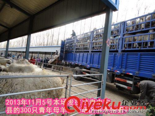小尾寒羊多少钱一斤 小尾寒羊市场价格 山东小尾寒羊养殖场