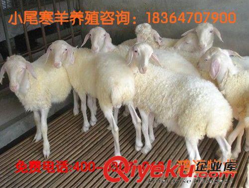 小尾寒羊肉羊，哪里的羊苗便宜，种公羊养殖，孕羊多少钱一只