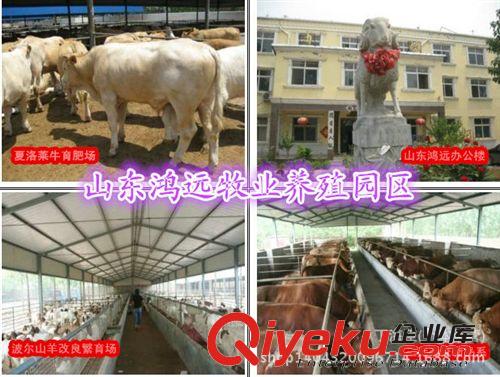 鲁西黄牛牛犊价格 鲁西黄牛多少钱一头出售 出栏最快的牛 纯种牛