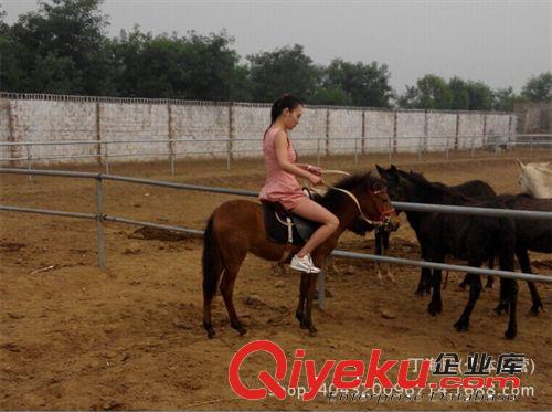 德保矮马出售价格 中国矮马有几个品种 矮马能长多高