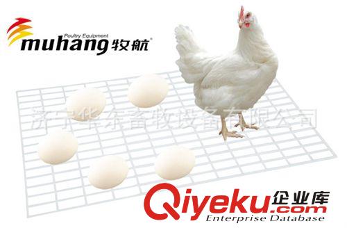 肉种鸡防种蛋破损 肉种鸡网