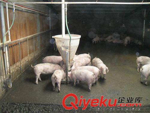 供应猪用干湿料槽 不锈钢双面干湿喂料器 自动采食机20年免维护