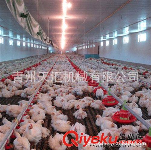 供应肉鸡平养自动喂料养殖设备厂家直销