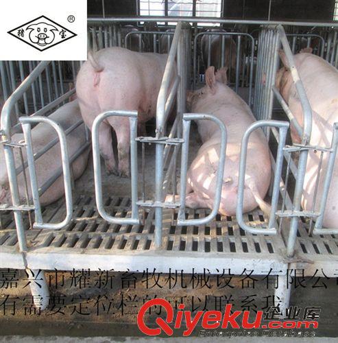 整体镀锌管定位栏 母猪定位栏 猪用定位栏  养猪设备