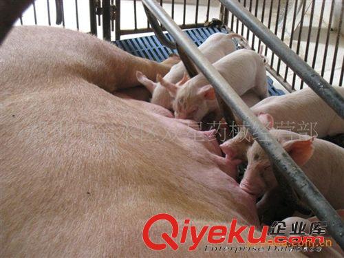 供应母猪高床分娩栏 定位栏 养猪设备 猪场规划