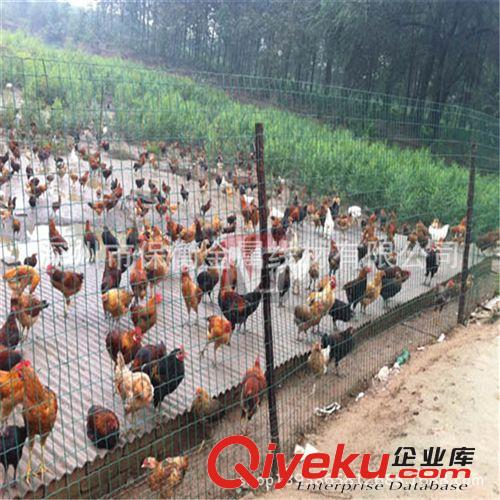 陕西家禽养殖铁丝网选用保衡六角网和涂塑电焊网
