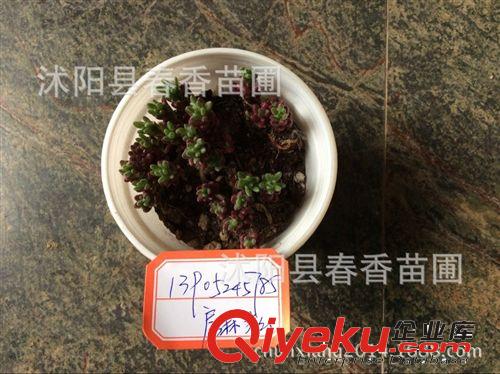 多肉植物 紫米粒 红的发紫带盆栽好发货 办公桌必备迷你植物