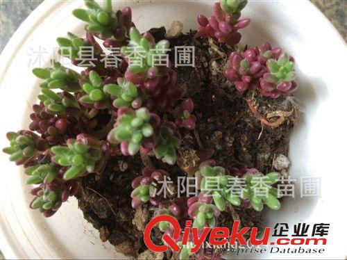 多肉植物 紫米粒 红的发紫带盆栽好发货 办公桌必备迷你植物