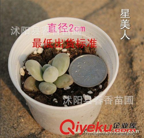 出售多肉植物 星美人  室内小盆栽  防辐射