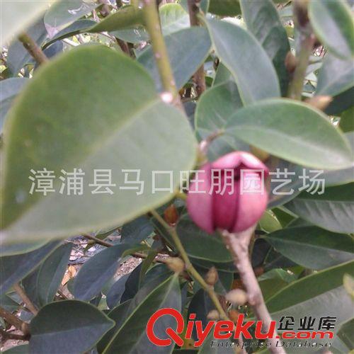 福建漳州yz新品种红花含笑苗床苗批发