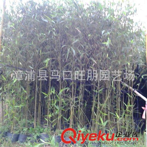 福建漳州竹子价格 批发优质刚竹袋苗