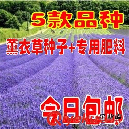 花种子室内室外盆栽地栽花卉香草种子植物5种薰衣草种子500粒送肥