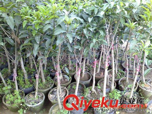 供应8公分桂花、桂花小苗,大小桂花,移栽桂花等