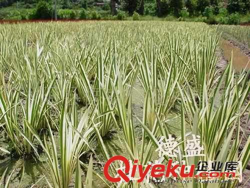 低价供应花叶芦竹苗 芦苇根苗  园林水景植物-香蒲