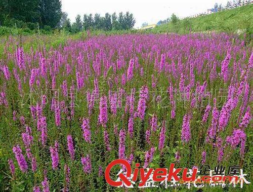 供应水库 荷塘绿化苗木 芦苇 香蒲 水葱 再力花