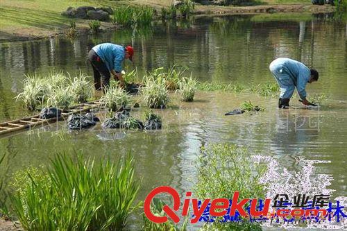 水生植物 水葱、再力花、梭鱼草、千屈菜